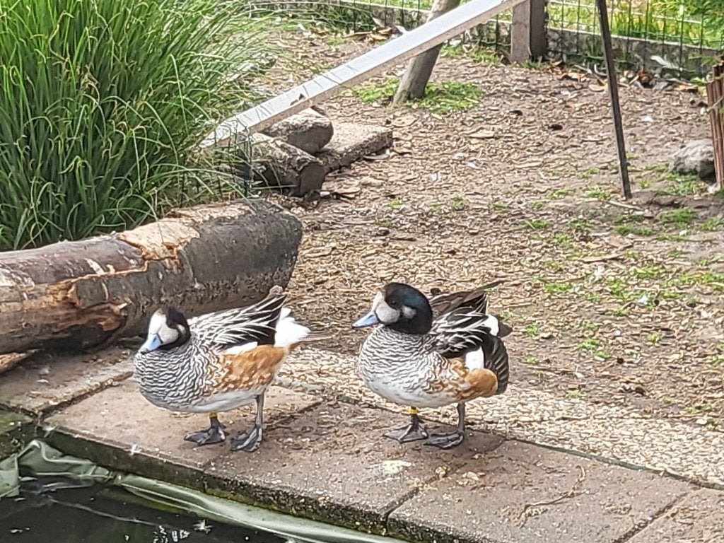 koppel chili smienten eenden siereenden eend, Dieren en Toebehoren, Pluimvee, Meerdere dieren, Eend