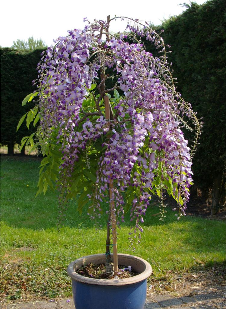 Blauwe regen op stam - Wisteria - 50 cm stam, Tuin en Terras, Planten | Tuinplanten, Ophalen, Volle zon, Vaste plant, Klimplanten