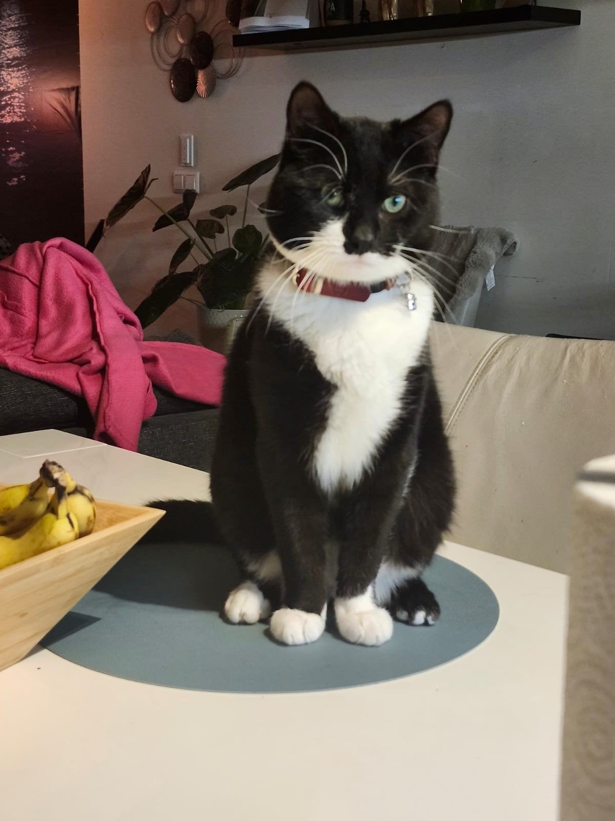 Mooi katertje