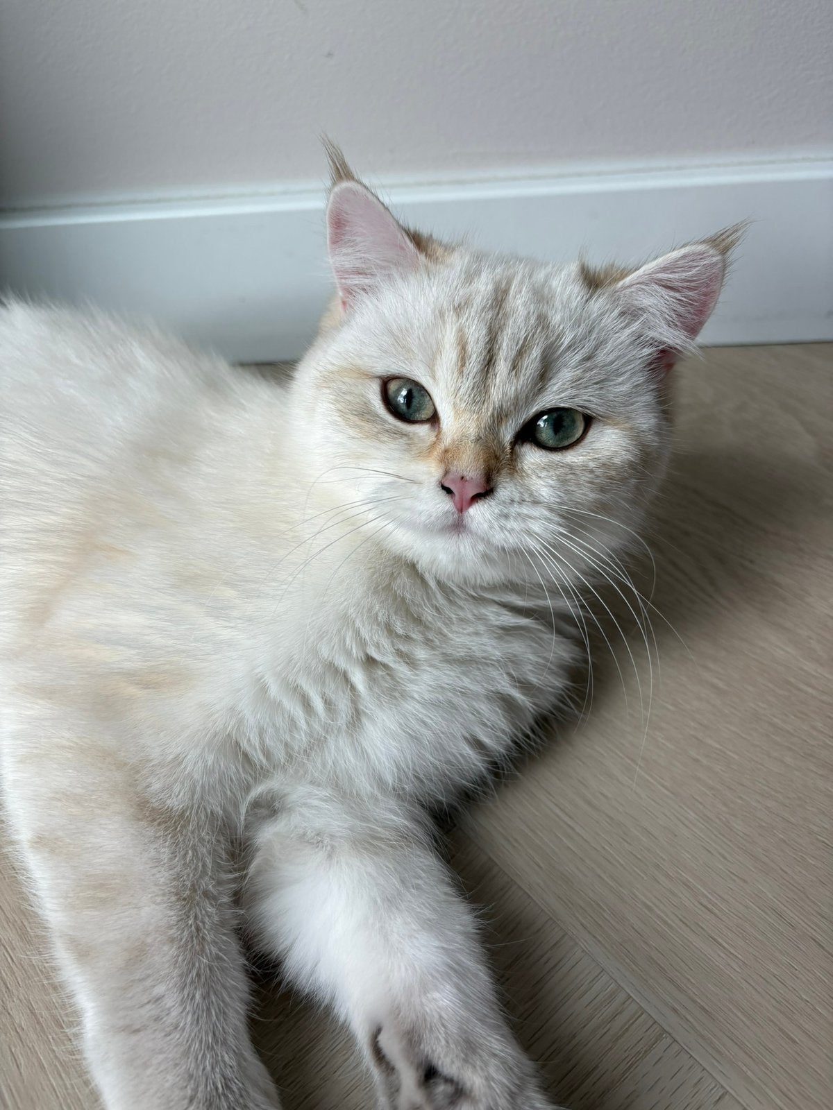 Britse korthaar golden shaded, Dieren en Toebehoren, Poes