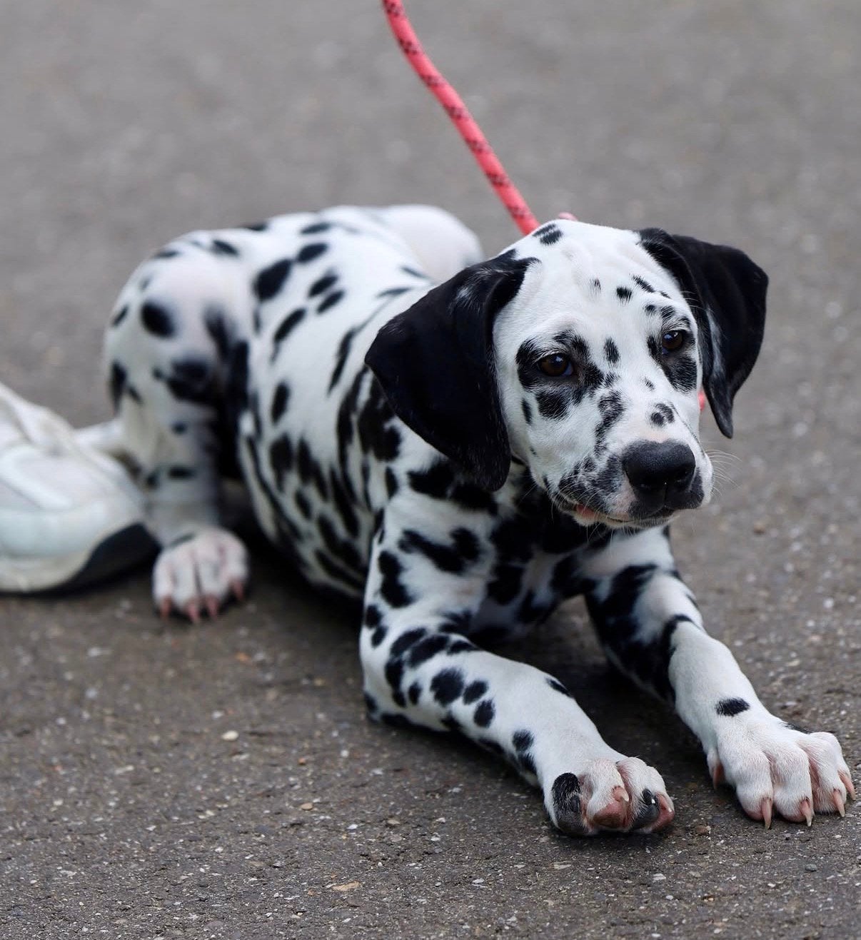 Lieve Bella zoekt haar gouden mandje, Parvo, 15 weken tot 1 jaar, Dalmatiër, Teef