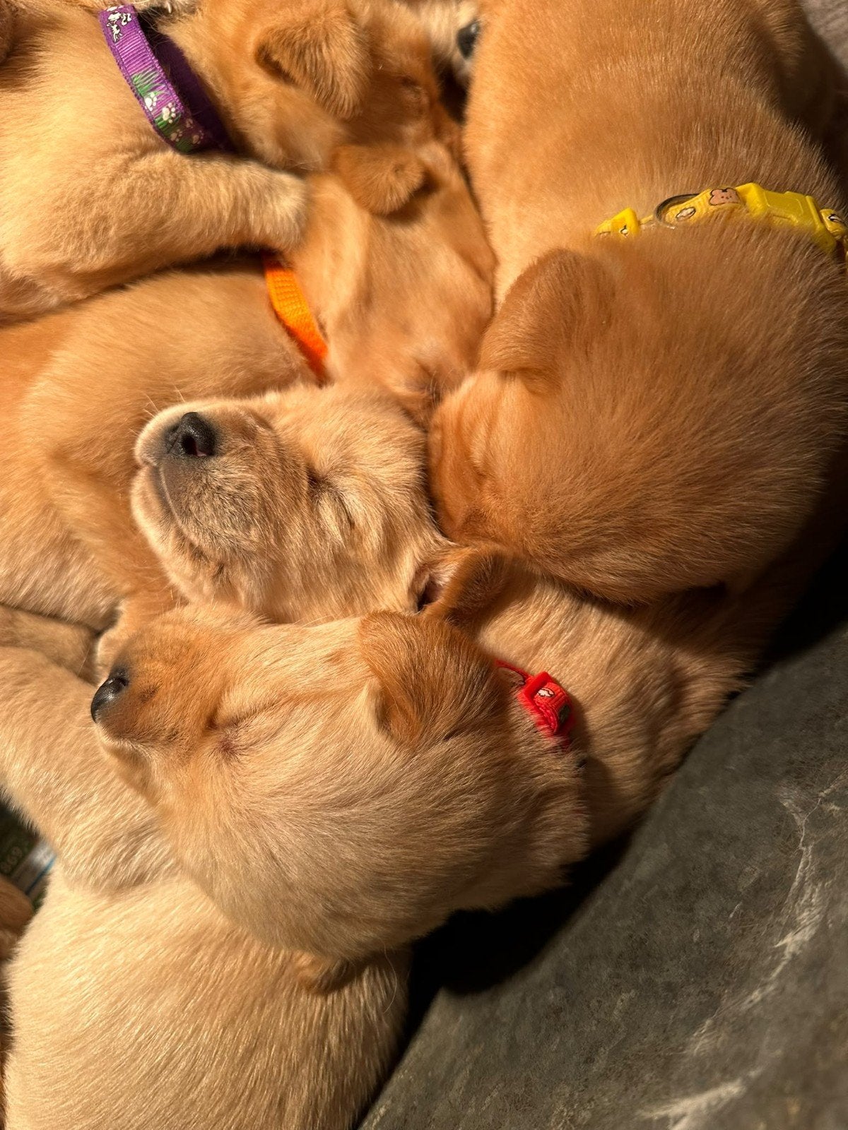 goldenretriever x labrador pups nog 1 teefje te reserveren., Nederland, CDV (hondenziekte), 8 tot 15 weken, Teef