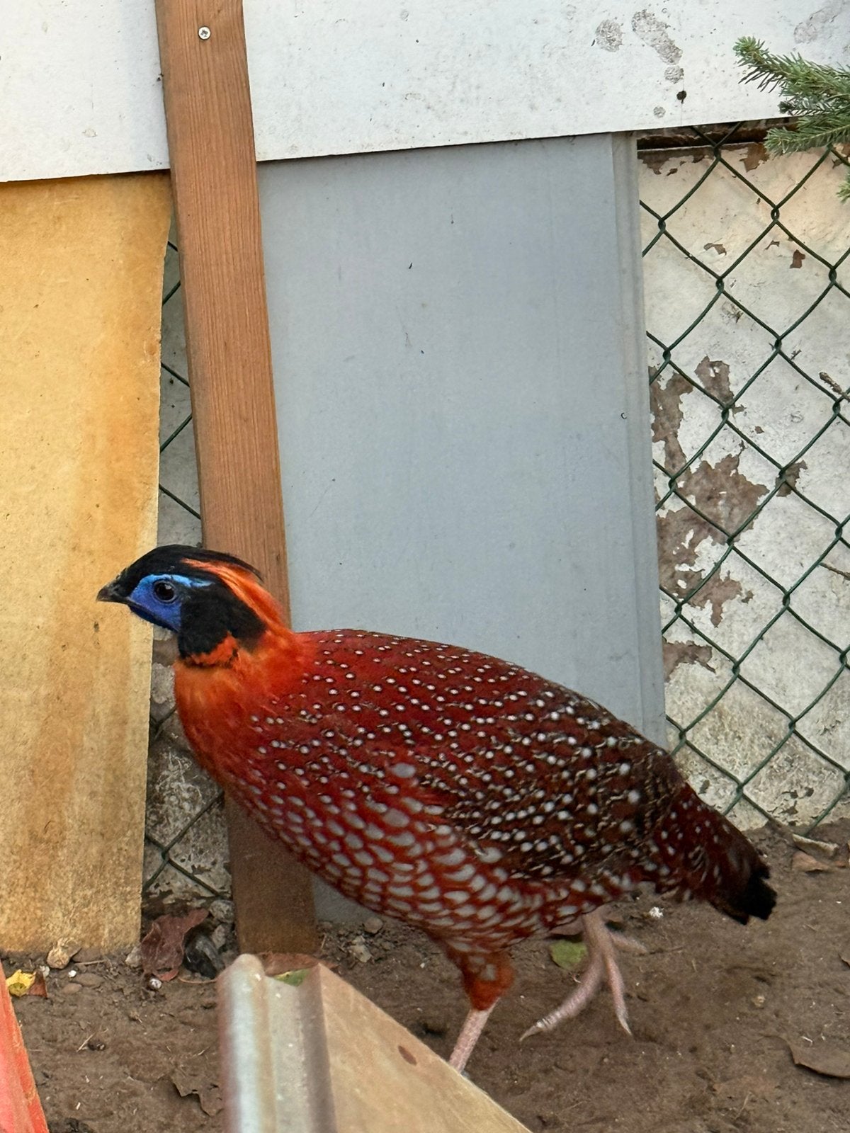 koppel temminck tragopanen, Meerdere dieren