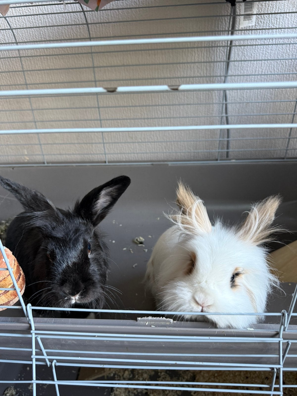 Lief konijnenkoppeltje zoekt nieuw huis, Ophalen