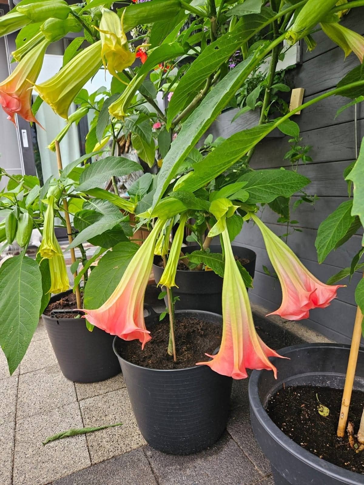 Brugmansia planten, Tuin en Terras, Planten | Tuinplanten, Ophalen, Zomer, Overige soorten, Volle zon