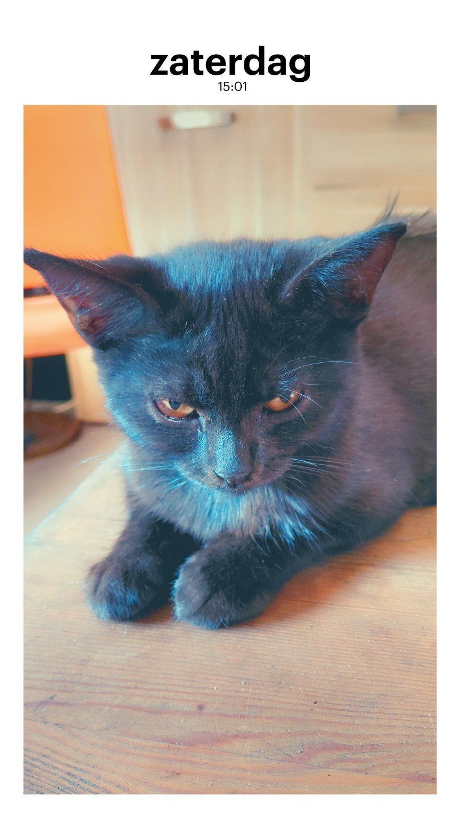 kruizing chartreux, Meerdere dieren, 0 tot 2 jaar