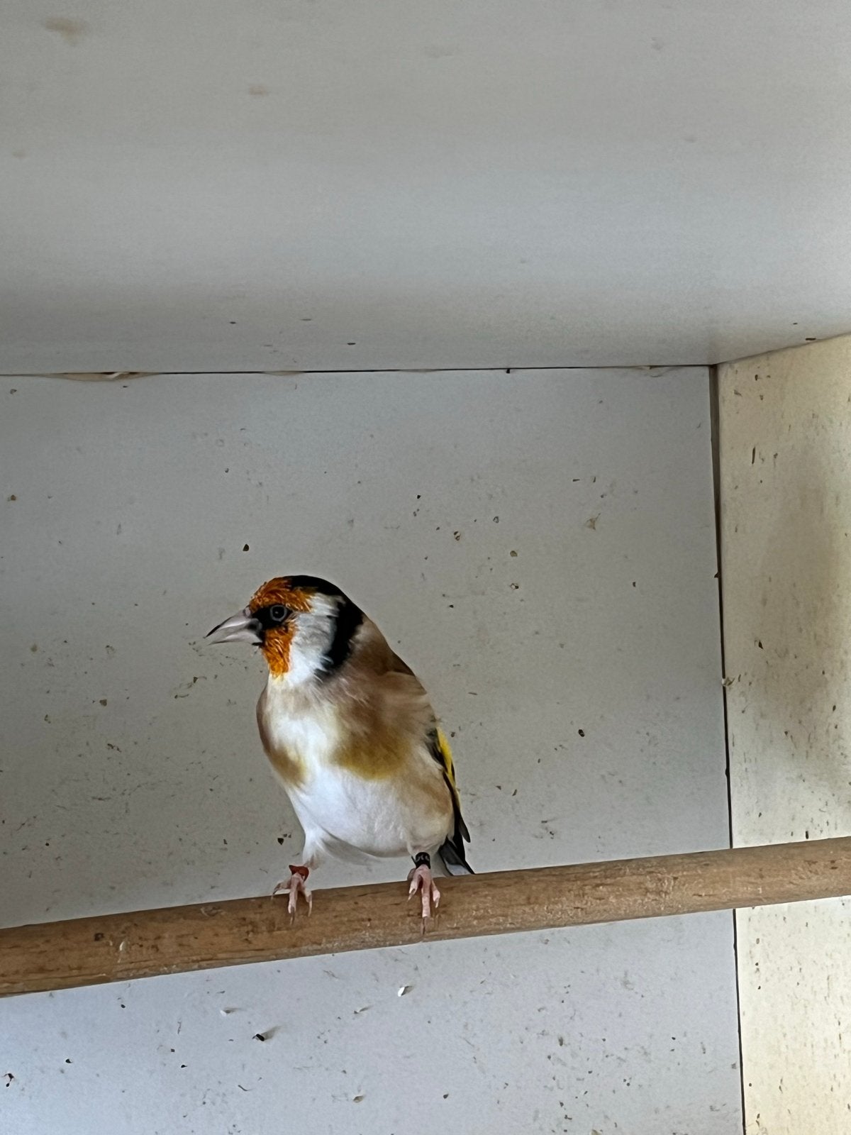 Mayoor putter man van 2025, Mannelijk, Wildzangvogel