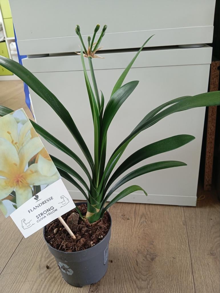 Gele clivia kamerplant is heel mooi, Ophalen of Verzenden, Halfschaduw, Minder dan 100 cm