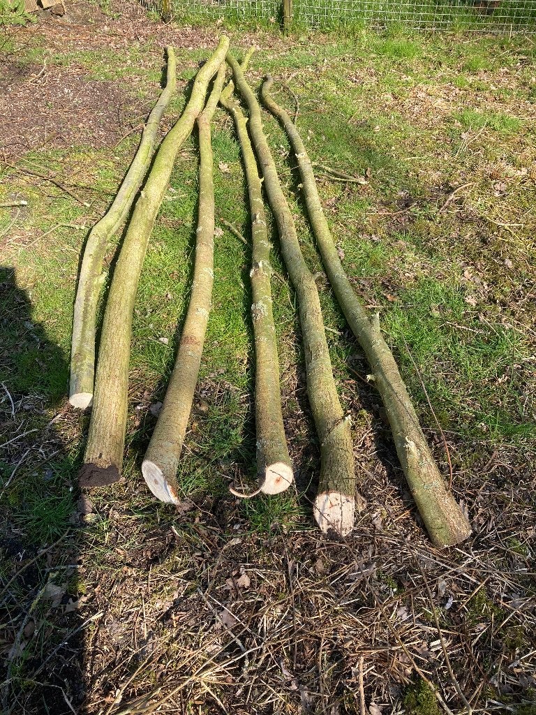 Alvast te reserveren Knotwilgen poters tenen goedkoopste, Overige soorten, 250 tot 400 cm, Zomer, Ophalen