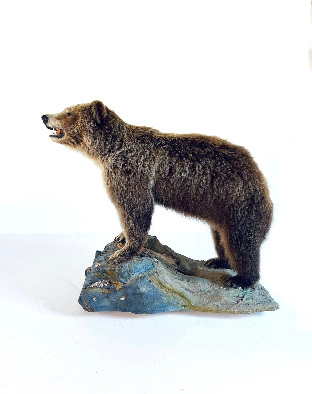 Taxidermie XL Canadese Grizzly beer ‘10, Verzamelen, Ophalen of Verzenden, Gebruikt, Wild dier, Opgezet dier