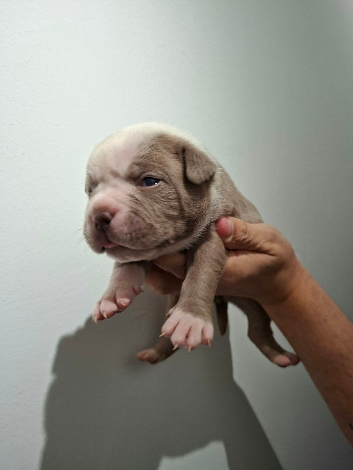 Amerikaanse Bulldog pups - Type Bully, Dieren en Toebehoren, Reu, 8 tot 15 weken, Bulldog, Meerdere