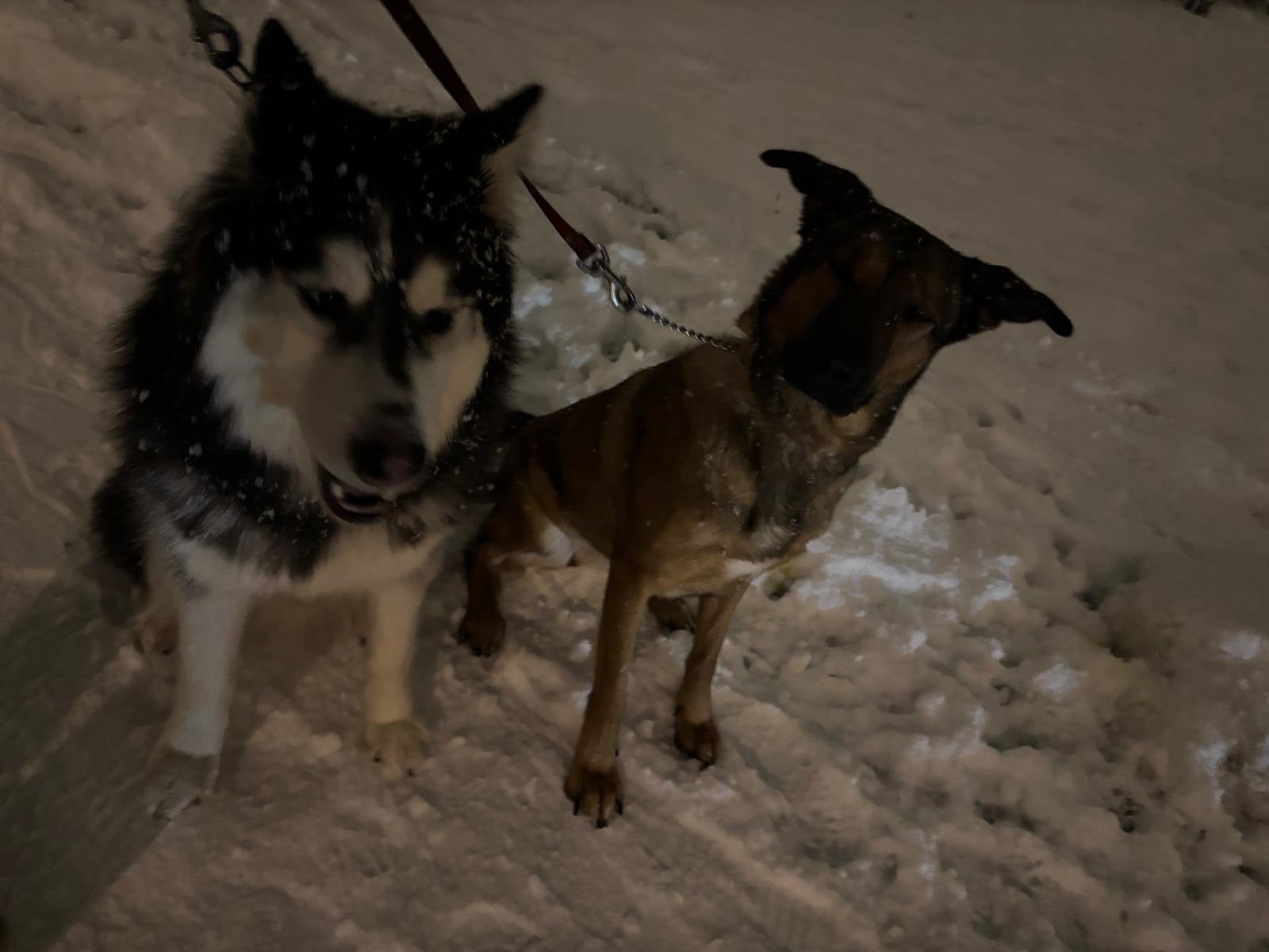 Husky 4,5 jaar, Dieren en Toebehoren, Reu, Poolhond, Eén hond, 3 tot 5 jaar