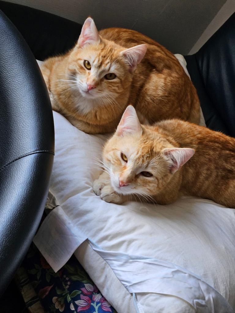 2 katten gratis, Poes
