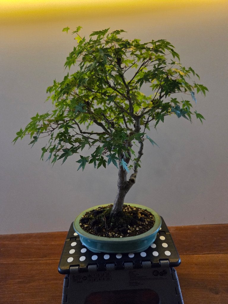 Bonsai Acer, Bloeit niet, Halfschaduw, Overige soorten, Minder dan 100 cm