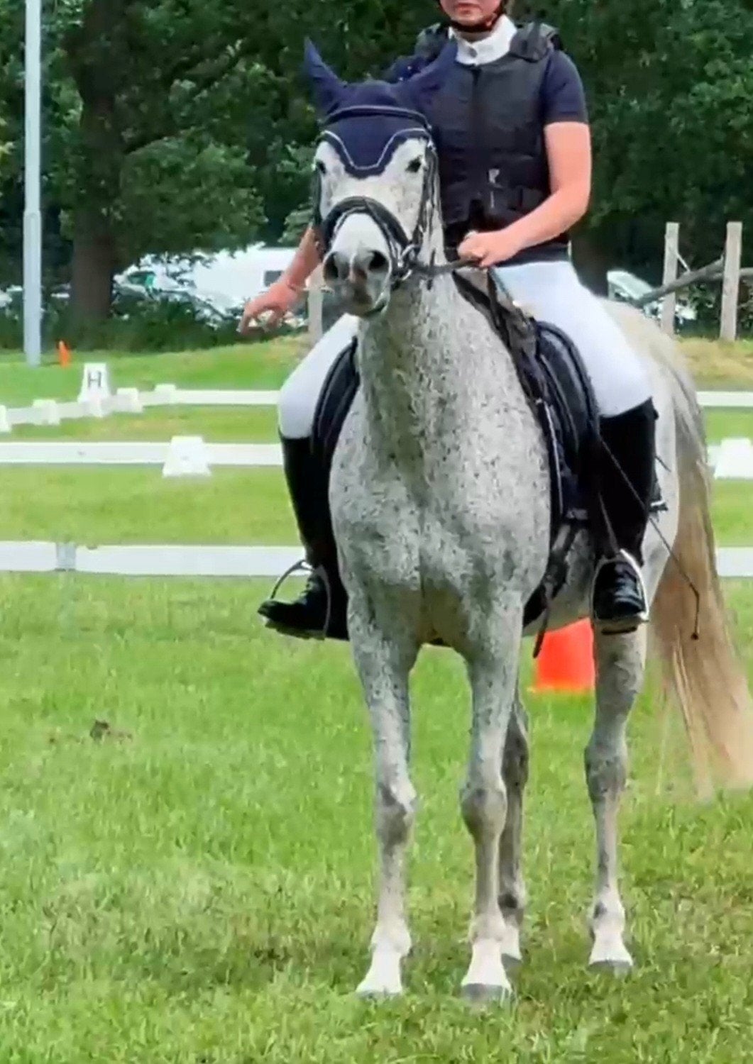 Brave e pony, Dieren en Toebehoren, Pony's, Meerdere dieren, E pony (1.48m - 1.57m), Recreatiepony, 11 jaar of ouder