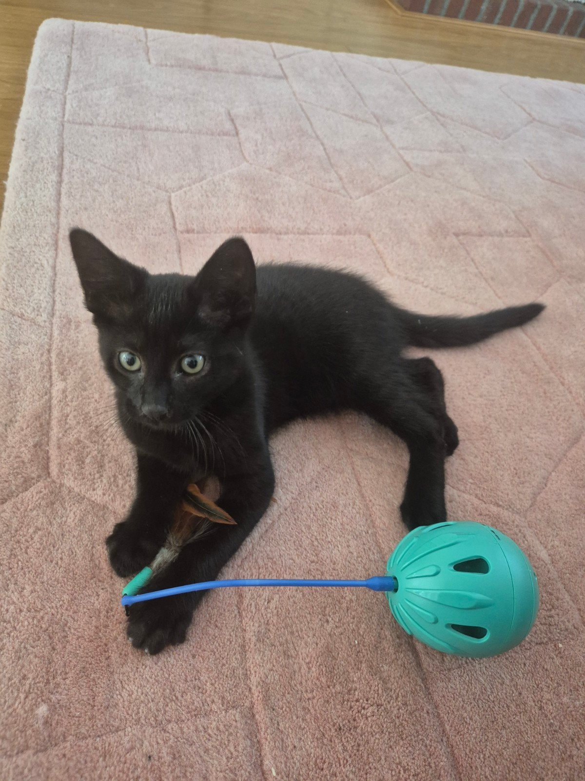 Schattige gezonde zwarte kitten (katertje van 2,5 maanden), Kater, Kortharig, 0 tot 2 jaar