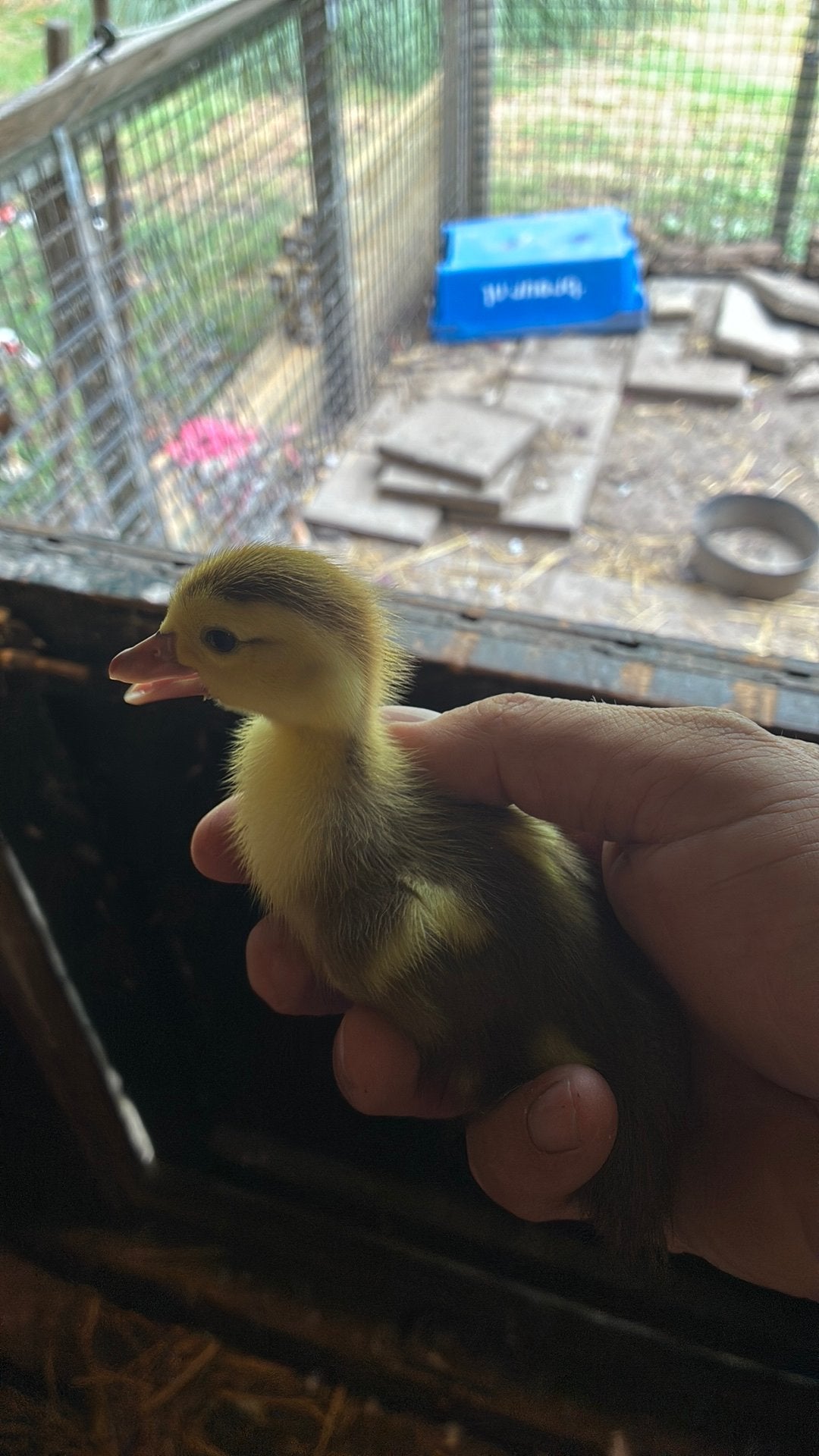 Kaapse eenden kuikens ., Meerdere dieren, Eend