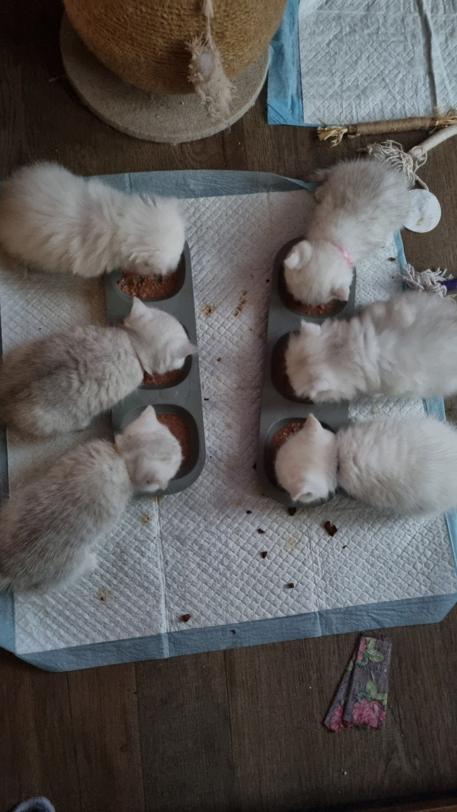 kittens heele mooie brittse korthaar/langhaar zilveren shade, Meerdere dieren, Middelgroot, 0 tot 2 jaar