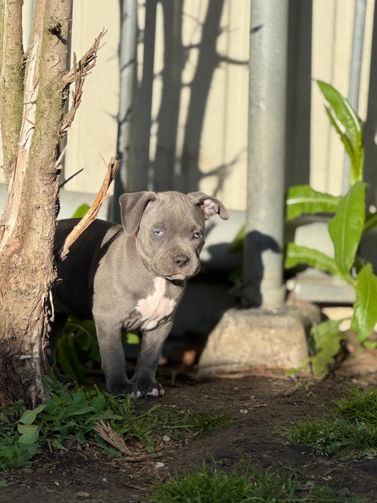 American Bully XL, Dieren en Toebehoren, Parvo, Overige rassen, 8 tot 15 weken, Meerdere