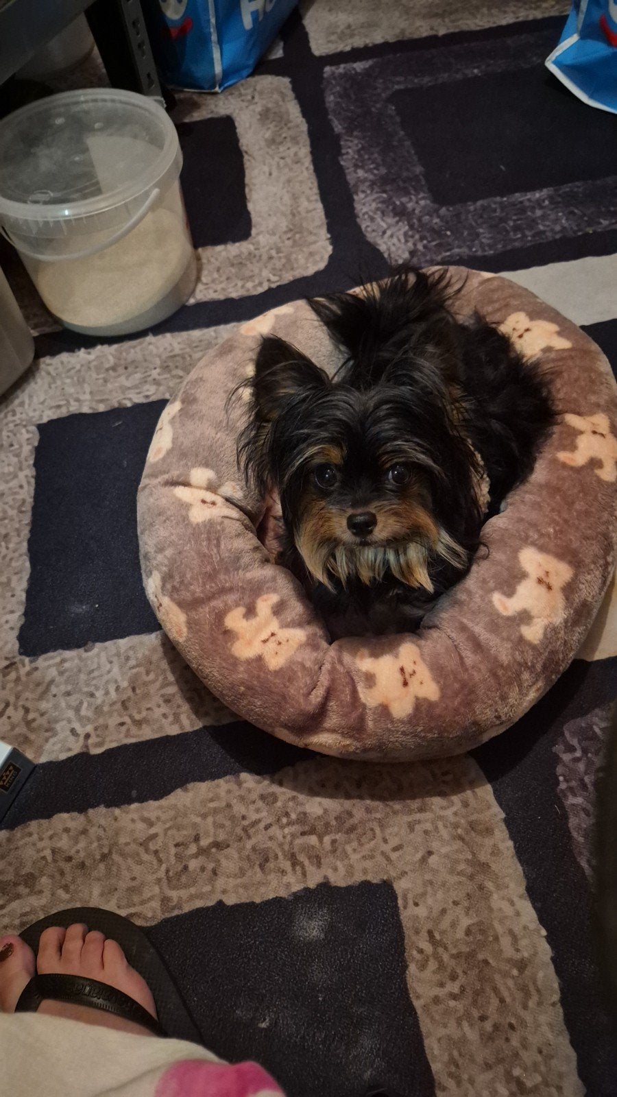 yorkje, Dieren en Toebehoren, Honden | Niet-rashonden, Rabiës (hondsdolheid), Teef, Eén hond, Klein