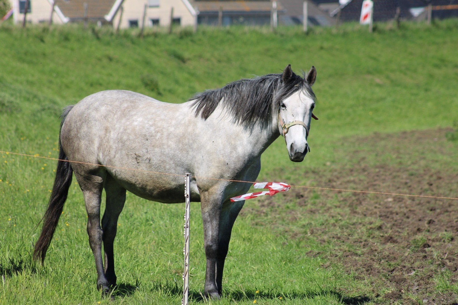lieve D pony, Merrie