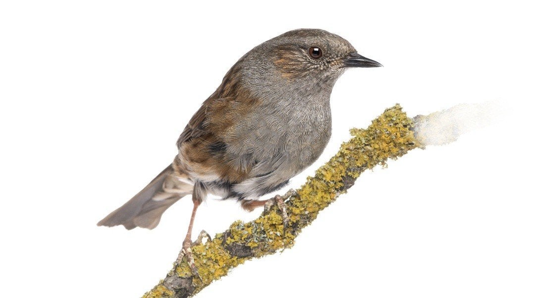 heggenmus man