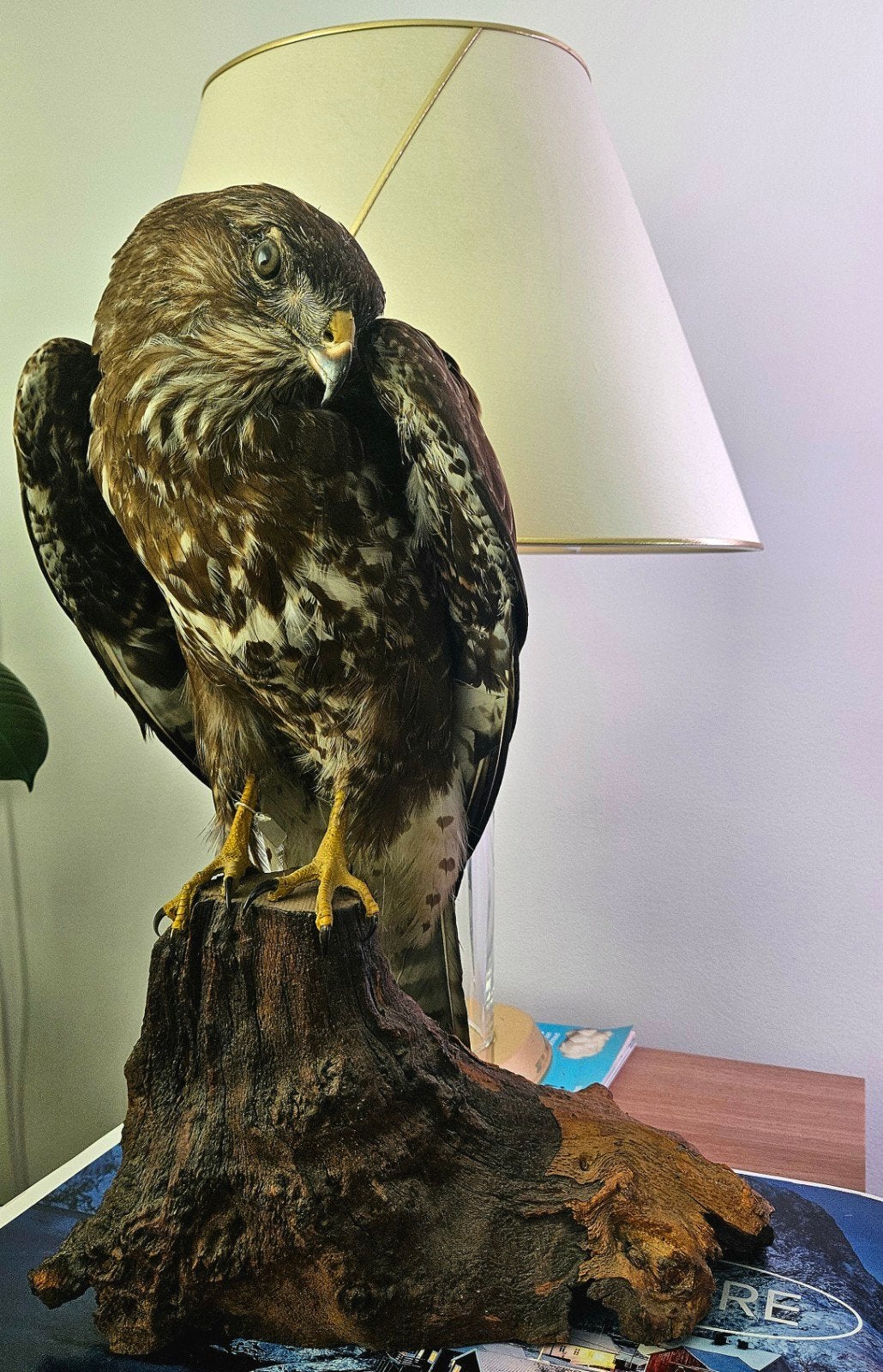 Mooie Opgezette buizerd / vogel in top staat! Afm.32x46x19cm, Verzamelen, Dierenverzamelingen, Ophalen of Verzenden, Zo goed als nieuw