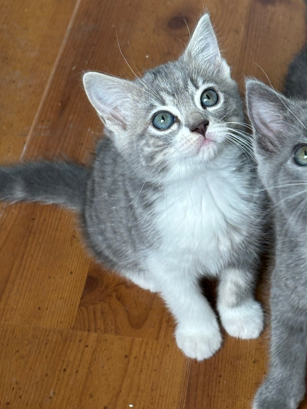 Halve ragdoll Kittens, Dieren en Toebehoren, Meerdere dieren