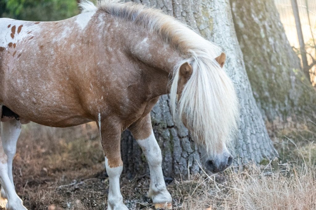 Super klein hengstje, Dieren en Toebehoren, Pony's, Hengst, A pony (tot 1.17m), Gechipt, 11 jaar of ouder