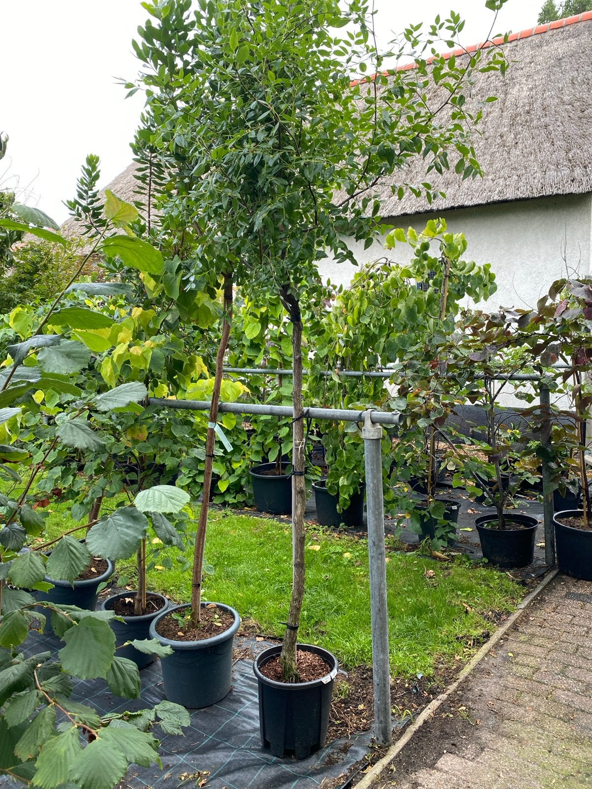 Chinese Dadelboom (Ziziphus jujuba) met dadels, Overige soorten, 100 tot 250 cm, Zomer, Ophalen