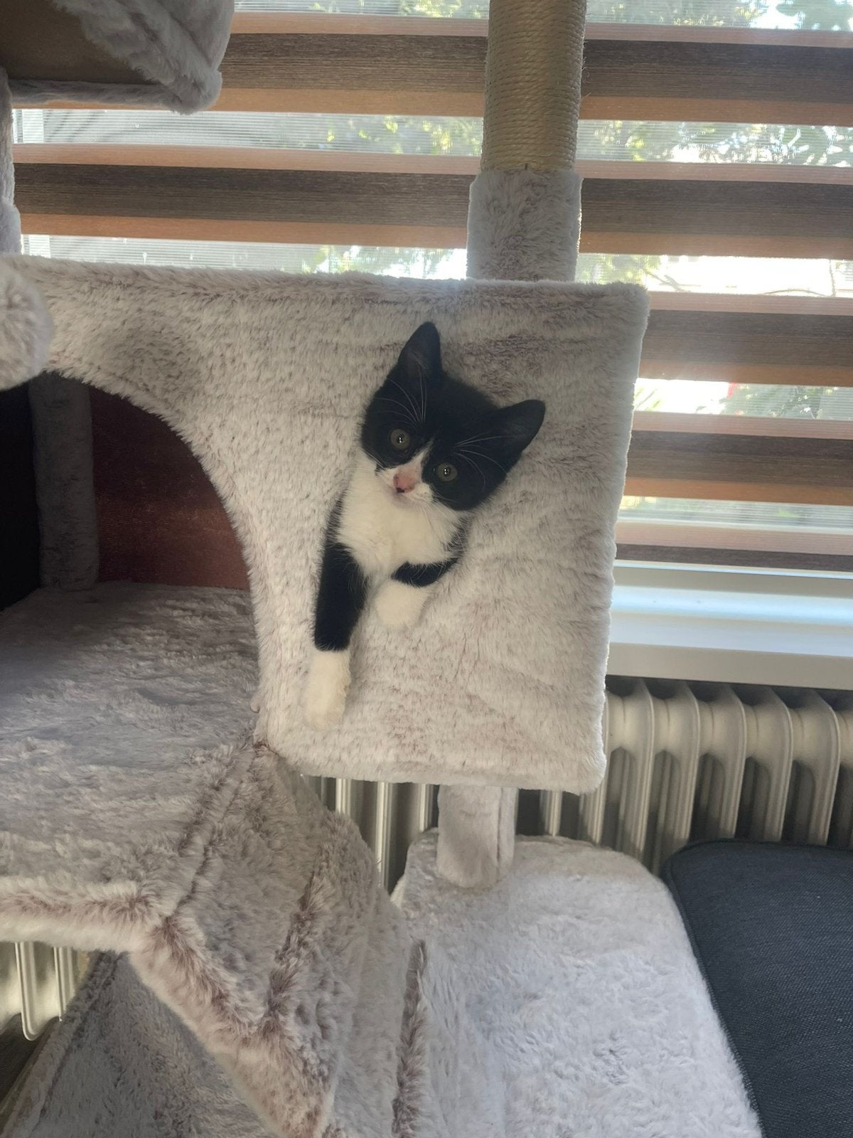 Britse kitten 8 weken, Dieren en Toebehoren, Katten en Kittens | Overige Katten, Kater