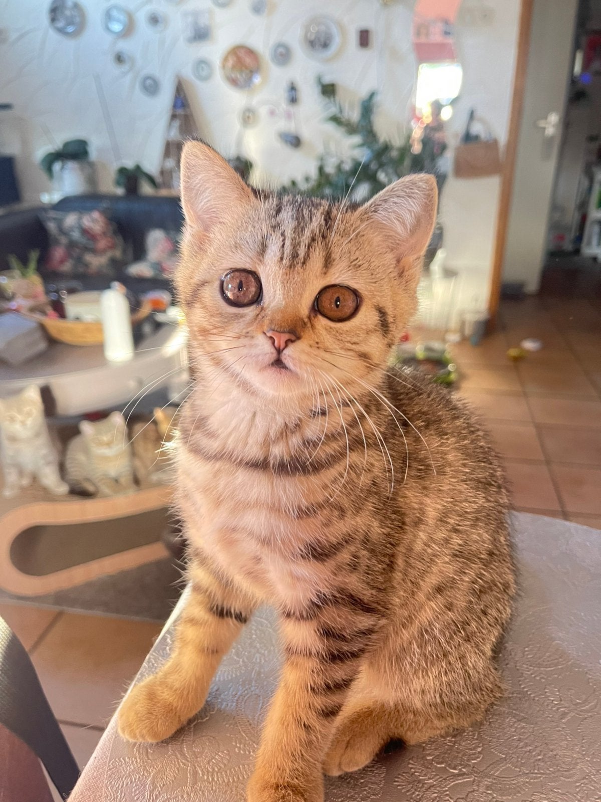 Britse Korthaar kittens op zoek naar een gouden mandje!, Meerdere dieren, Ontwormd