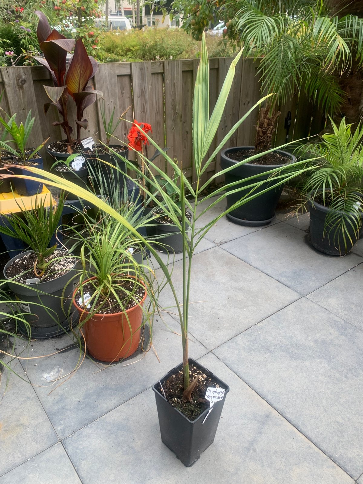 HYOPHORBE VERSCHAFFELTII, Tuin en Terras, Planten | Tuinplanten, Ophalen, Overige soorten, Volle zon