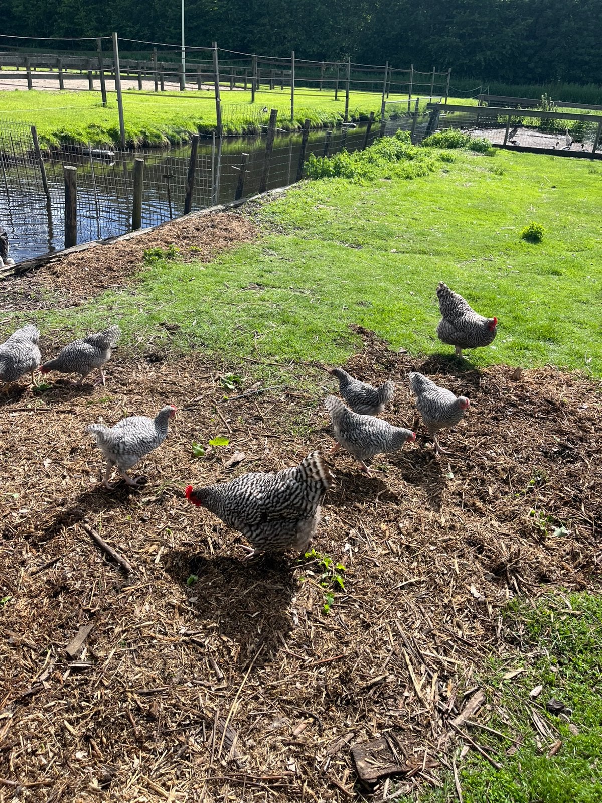 Hollandse blauwen, Dieren en Toebehoren, Pluimvee, Meerdere dieren, Kip