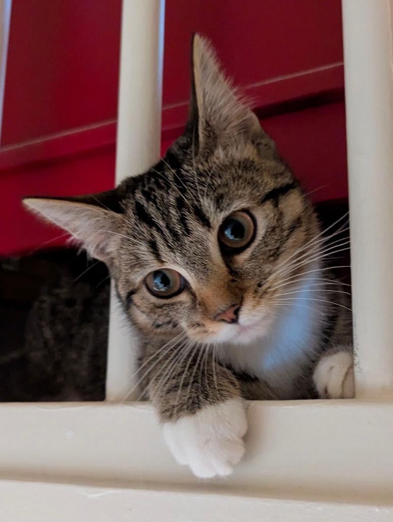 Poes Vermist, Dieren en Toebehoren, Kat