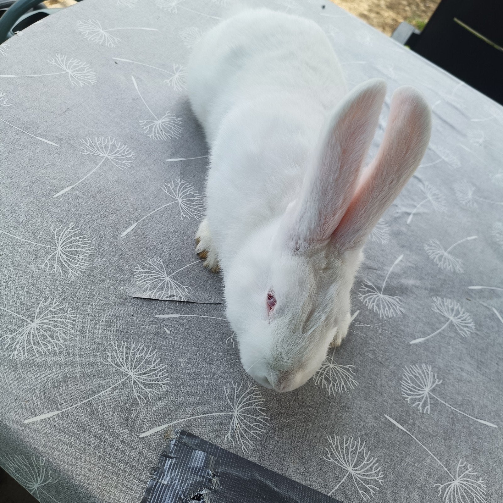 WNZL X vlinder vlees konijn., Mannelijk, Groot, 0 tot 2 jaar