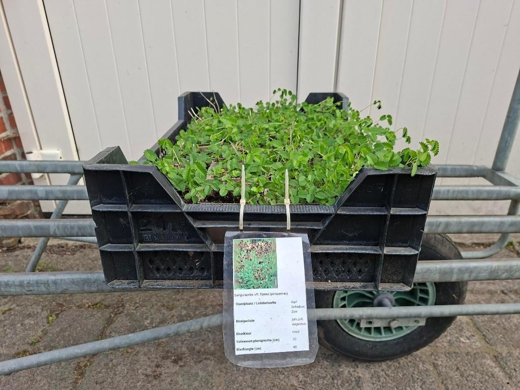 Mooie Sanguisorba officinalis 'Tanna' (pimpernel)!, Tuin en Terras, Ophalen, Overige soorten, Volle zon
