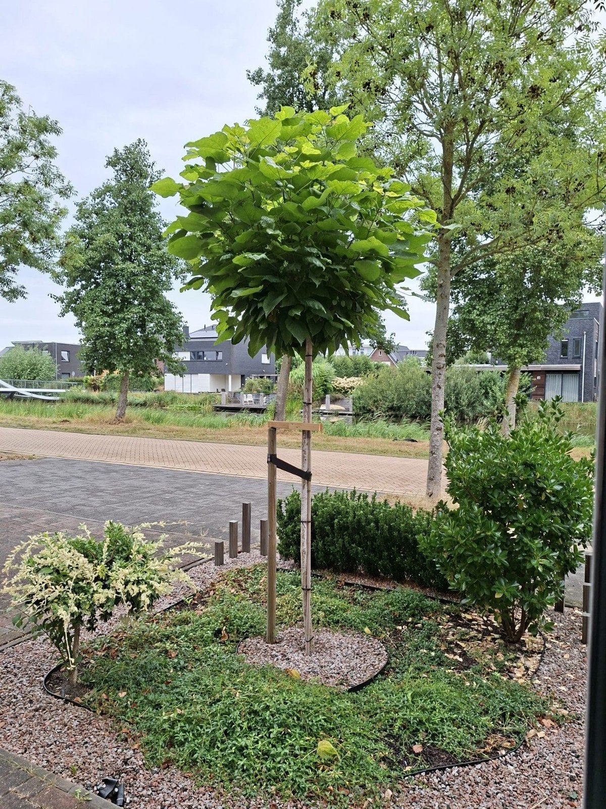 bolcatalpa, Tuin en Terras, Ophalen of Verzenden