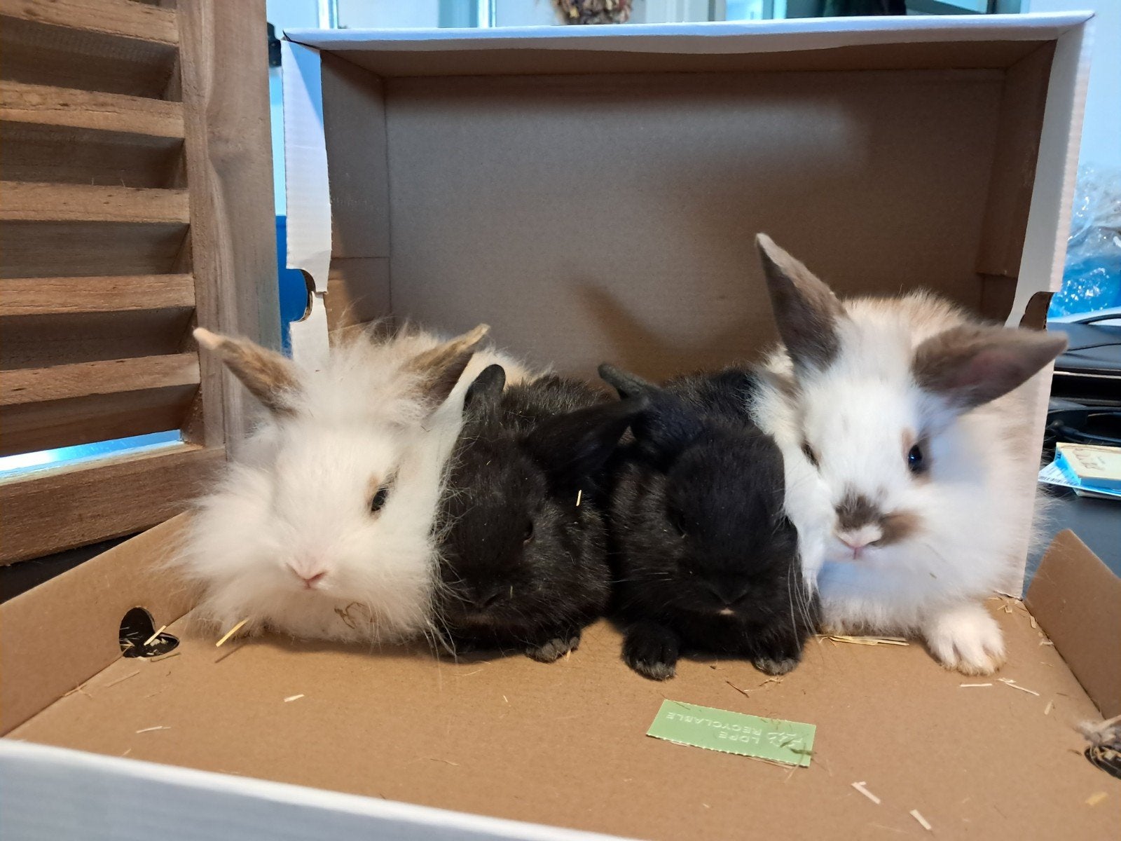 Konijntje babykonijntjes dwergkonijn tam Leeuwenkop, Meerdere dieren, Dwerg, 0 tot 2 jaar