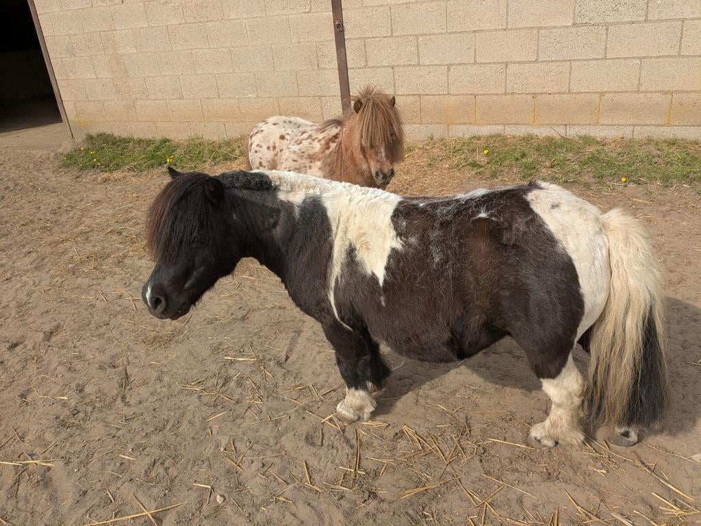 Weiland/stalling gezocht, Dieren en Toebehoren, Stalling en Weidegang, Stalling