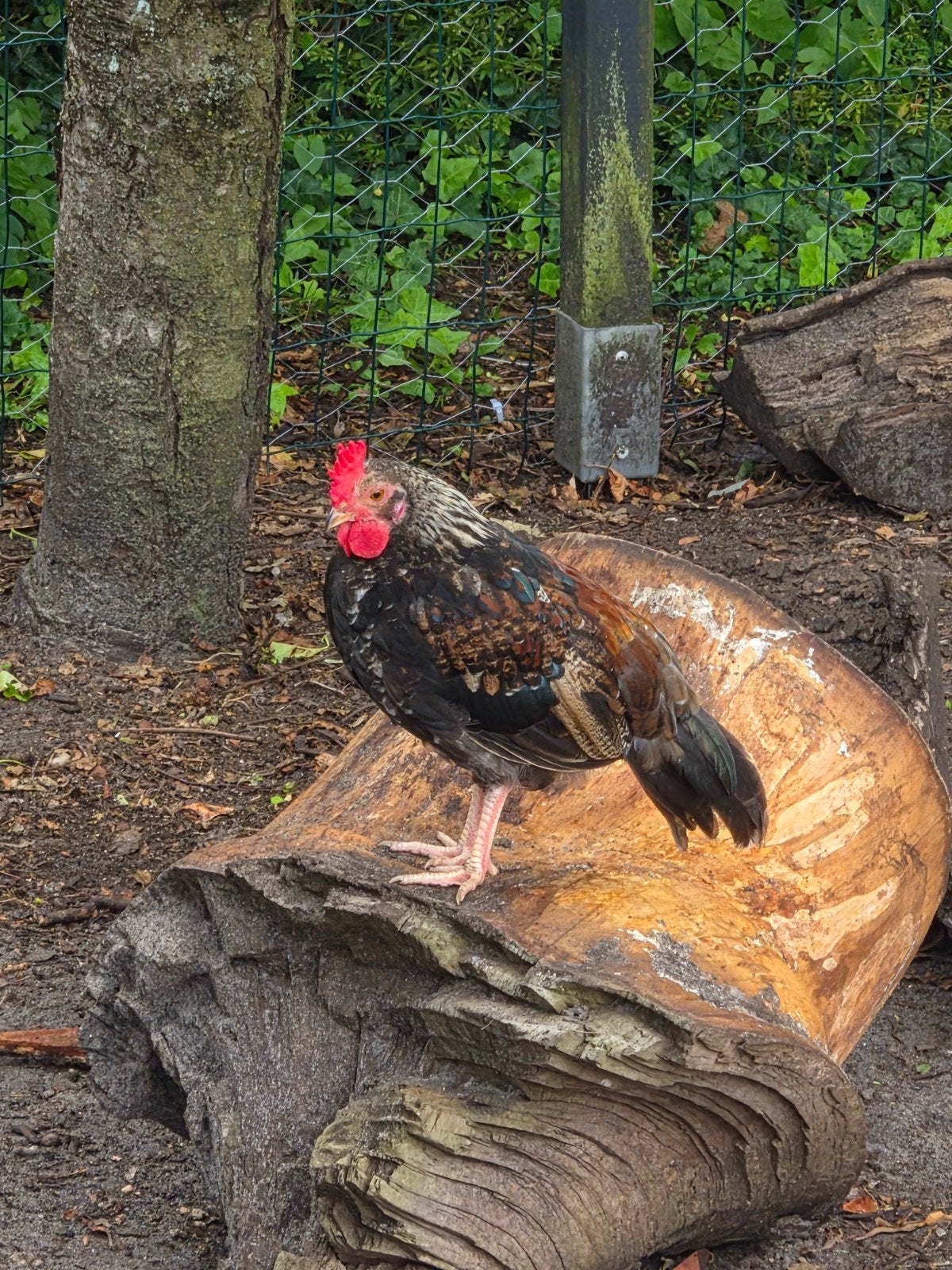 3 jonge Krielkippen, Dieren en Toebehoren, Vogels | Overige Vogels, Mannelijk