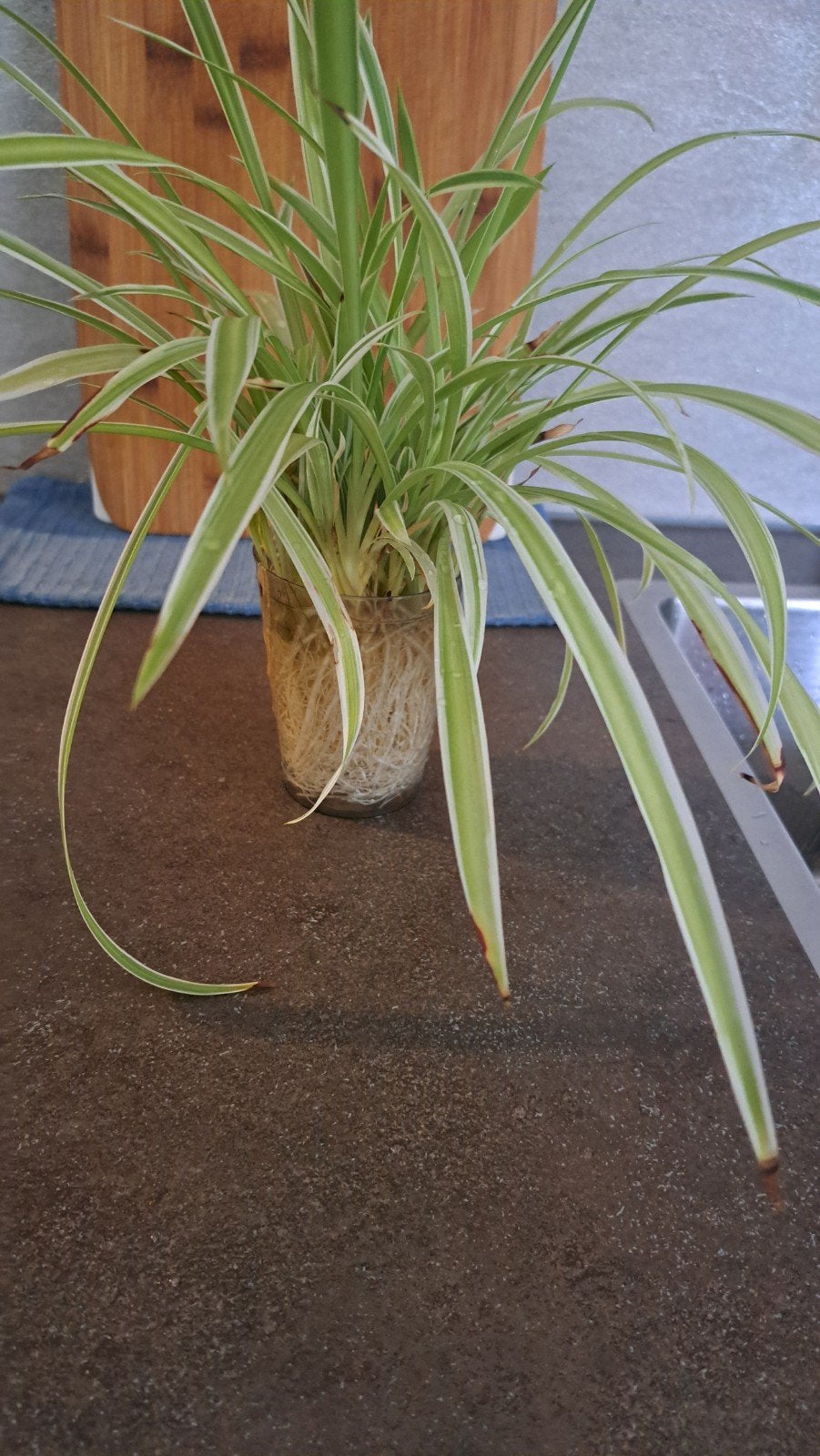 Geworteld stekje van een graslelie (Chlorophytum comosum), Tuin en Terras, Ophalen of Verzenden