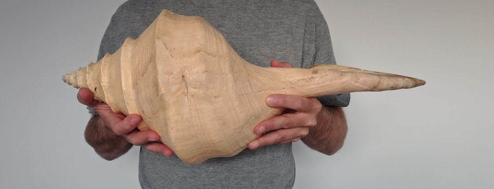 grote Syrinx Aruanus schelp - 50cm - trompetschelp, Verzamelen, Ophalen, Schelp(en)