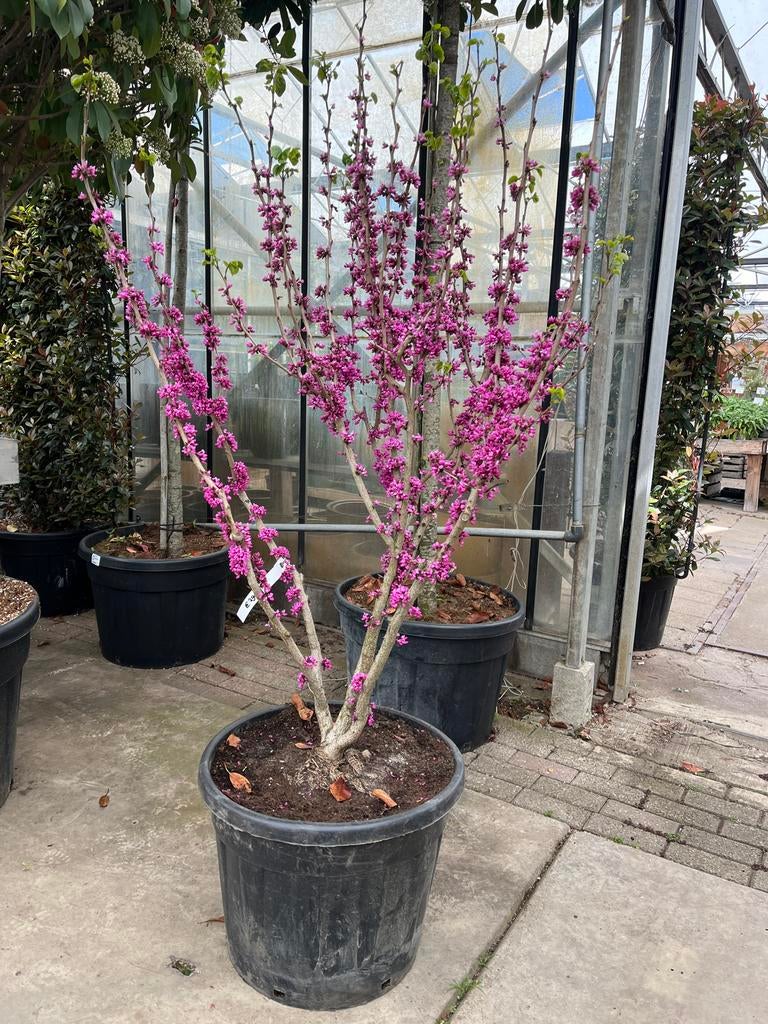 Meerstammige Cercis chinensis 'Avondale' - Judasboom, Overige soorten, Volle zon, Vaste plant, Ophalen of Verzenden