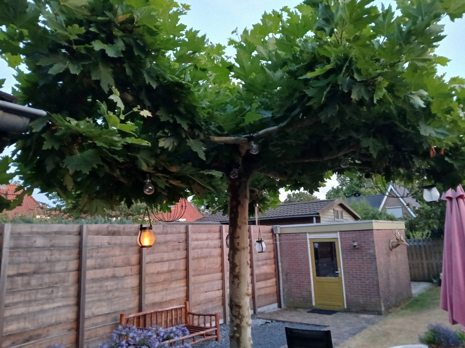 Dakplataan (natuurlijke parasol), Tuin en Terras, Planten | Bomen, Lente, Dakboom, 250 tot 400 cm, Ophalen