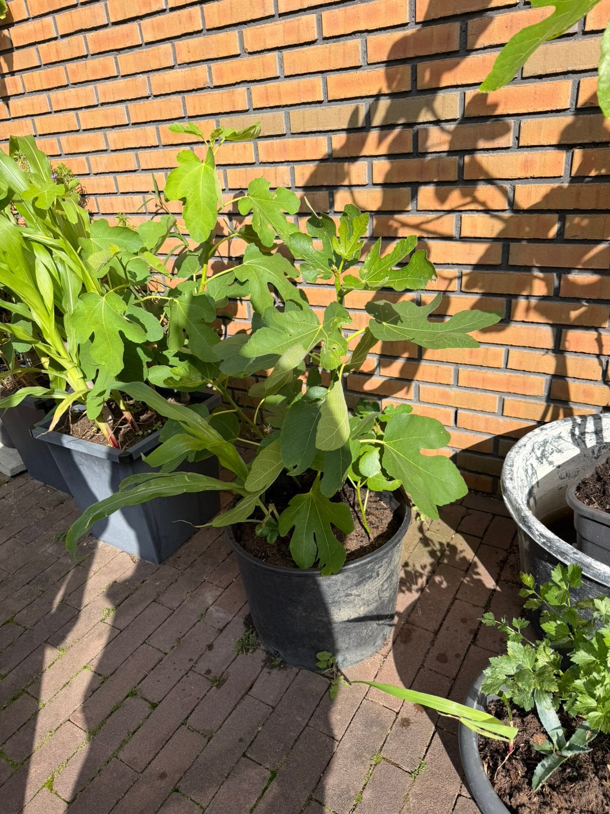 Vijgenboom ras is onbekend, Tuin en Terras, Planten | Fruitbomen, Ophalen, Minder dan 100 cm, Lente, Volle zon