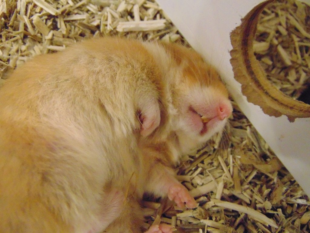 Goudhamsters in Assen., Dieren en Toebehoren, Knaagdieren, Hamster, Juli, Meerdere dieren, Tam