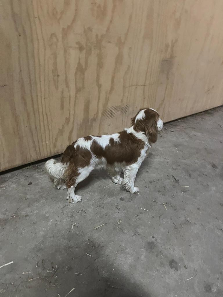 Engelse cocker spaniël ter dekking, Parvo, Reu, Eén hond, 3 tot 5 jaar