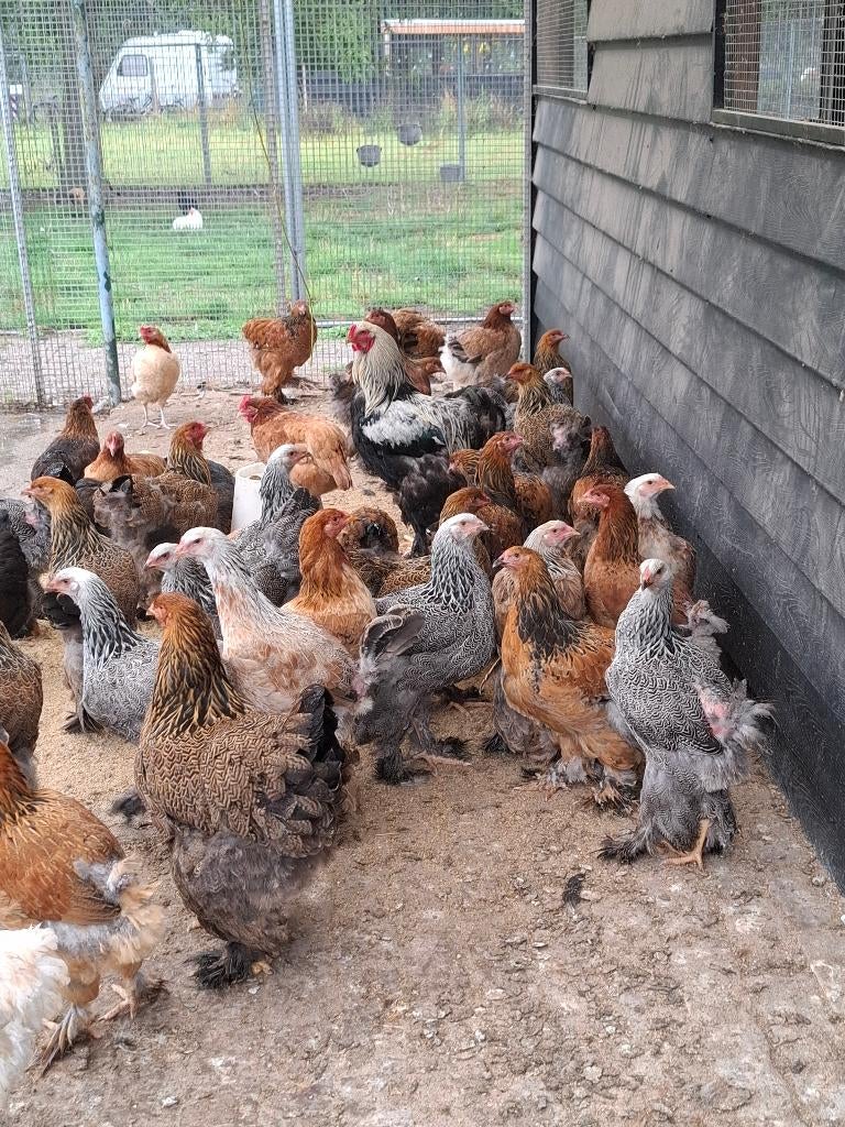 Brahma hennen, Meerdere dieren, Kip