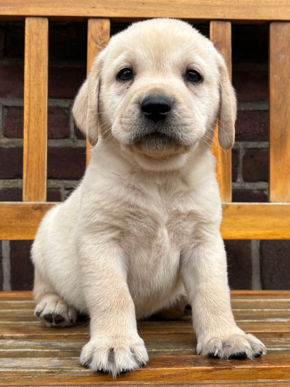 Gele labrador pups, reutjes, Parvo, Nederland, Reu, 8 tot 15 weken
